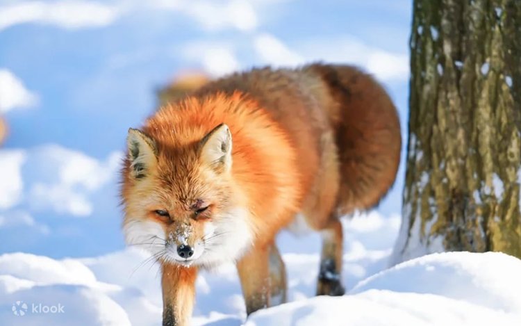 Miyagi Zao Fox Village & Shiroishi U-men Tsuri-gane An & Ginzan