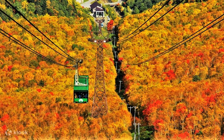 Kurodake Ropeway & Asahiyama Zoo & Blue Pond Autumn One Day Bus