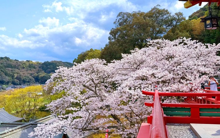 早春限定お花見】九州佐賀｜御船山楽園&祐徳稲荷神社&太宰府天満宮&大
