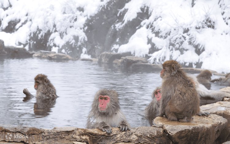April Only: Snow Monkeys, Togakushi or Kamikochi & Nagano Sakura