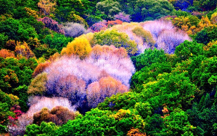 Buvijon jinsiy sayyora