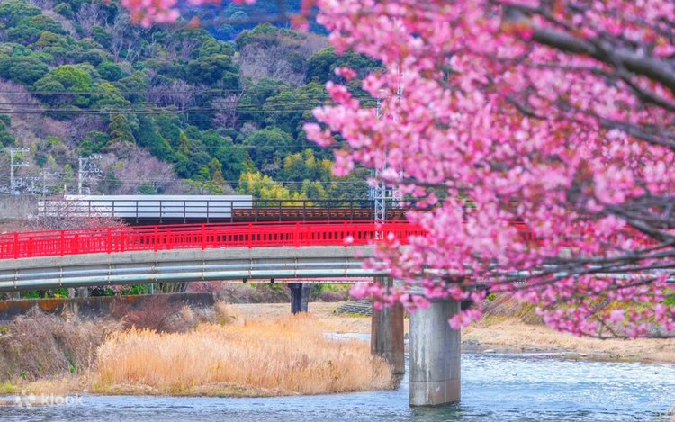 Early Spring Limited] Izu Kawazu Early Cherry Blossoms × Hakone