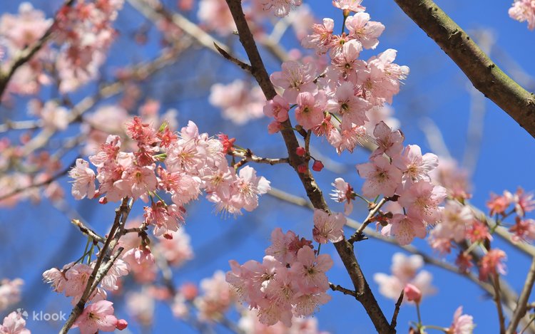 Three Gorges Big Bear Cherry Blossom Forest/Three Gorges