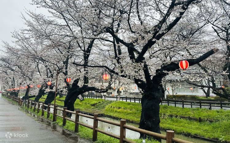 春恋お花見日帰りツアー｜川越氷川神社・古河桃源郷・権現堂桜堤