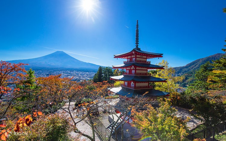 RAKUDA shina FARSHINA × OLD MOUNTAIN RAKUDA shina FARSHINA × OLD MOUNTAIN RAKUDA shina FARSHINA × OLD