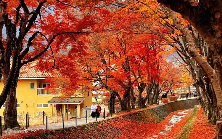 Mount Fuji Autumn Leaves Viewing Twin Lakes Train Experience
