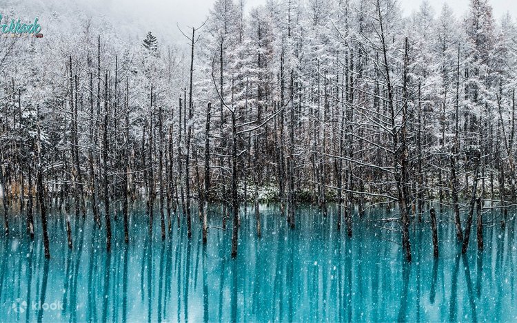 北海道旭川富良野一日ツアー | 旭山動物園-美瑛のSNS映えスポットの木