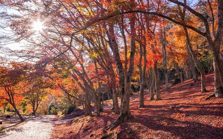 Shuzenji Nature Park & Shuzenji Onsen Bamboo Forest Path