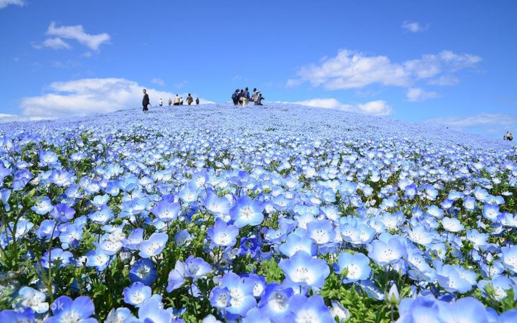 国営ひたち海浜公園のネモフィラ鑑賞＆あしかがフラワーパークのライト