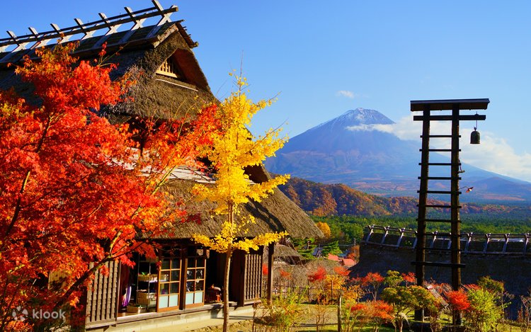 东京出发山梨富士山新仓山浅间公园・山中湖花之都公园一日游线上