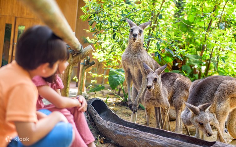 シンガポール動物園 チケット | Klook