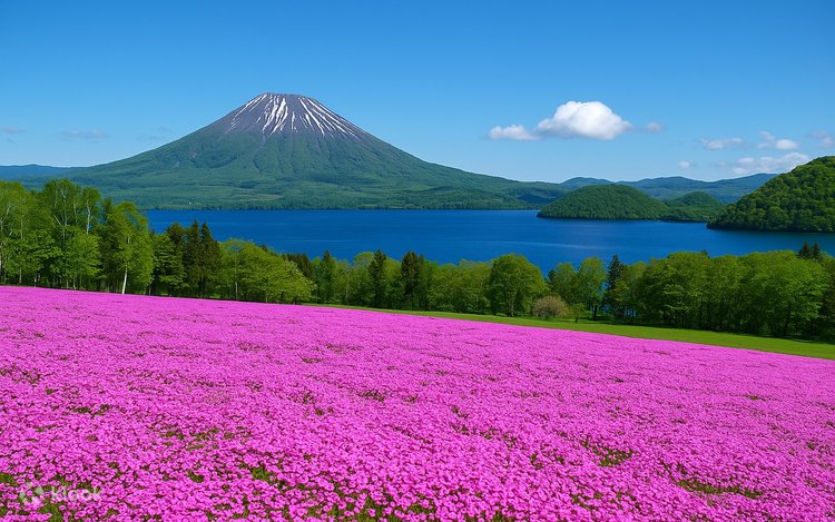 Depart from Sapporo｜Fuji, Nakayama Pass, Shibazakura Fields and