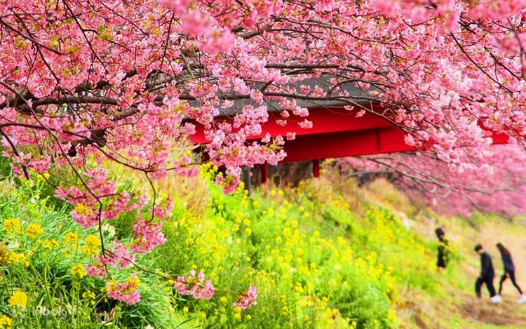 Cherry Blossom Village & Strawberry Picking Day Tour - Klook India