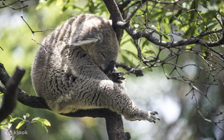 【入手困難】パンフレット オーストラリア タロンガ動物園 シドニー シドニータロンガ動物園チケット - Hellotickets