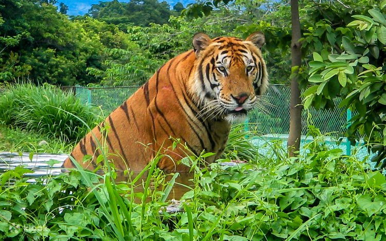 Zoocolate Thrills 入園チケット（ボホール島） - Klook