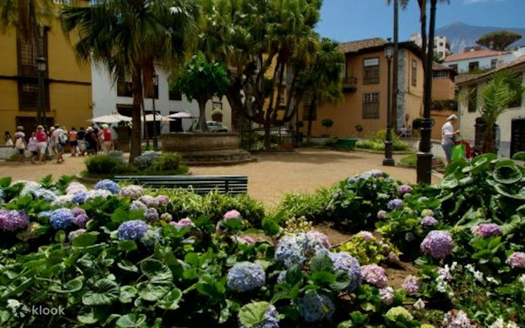 Drachenbaum und Botanischer Garten Ticket auf Teneriffa - Klook Deutschland