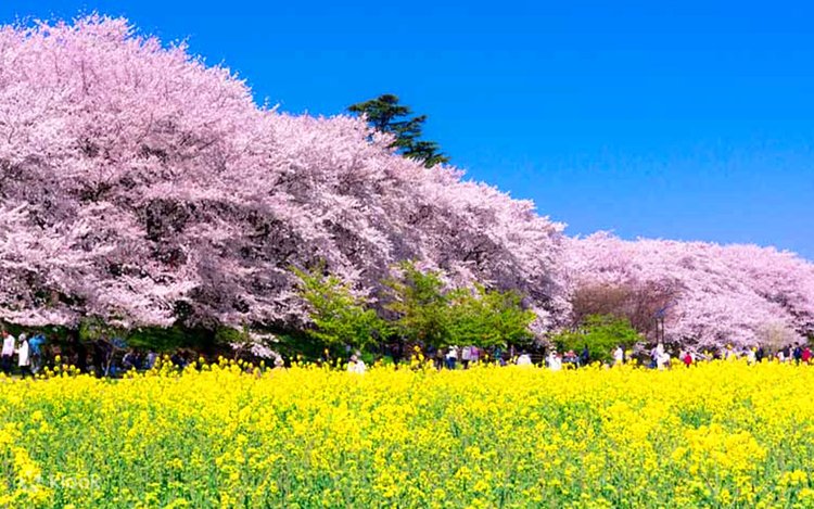 【Cherry Blossom様限定】Let’s Go 2,3,4 Amazon.com: LEGO Cherry Blossom Building Toy for Kids, Girls