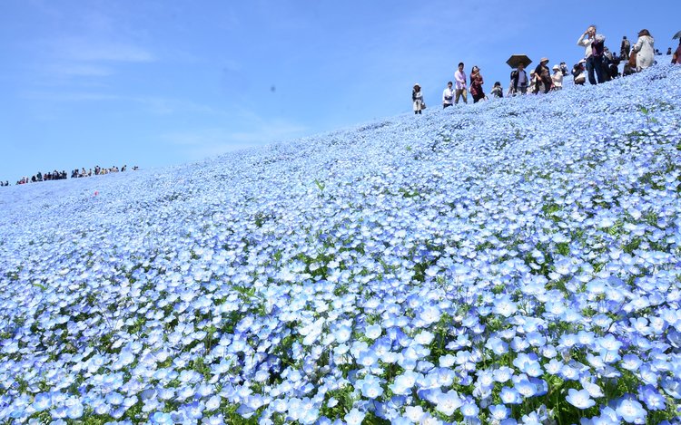 茨城日帰りツアー】茨城・日立海岸・蝶・花の海＆栃木・足利フラワー