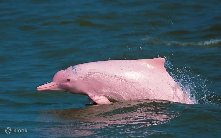 Dolphin オーシャンドルフィンピンク サムイ島スラタニのピンク ドルフィン観光とシュノーケリング