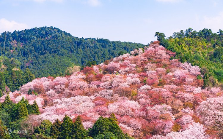 yoshinobiyou22ステラC2000Ｓ iOSマンハッタンノブ Sacred Mountain | Yoshino, Japan