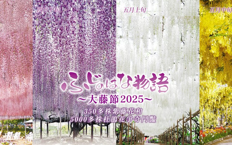 Adachi Flower Park Night Wisteria, Kamiso Torii, and Ibaraki