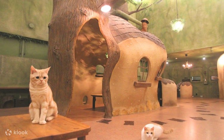 Tokyo Cat Cafe in Kichijoji – Forest Themed Klook India