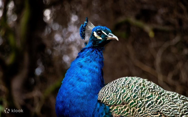 サンティアゴ発：サファリ・ワイルド・エクスペリエンス公園 | Klook