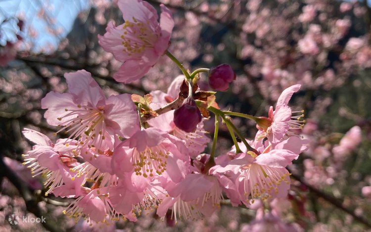 Three Gorges Big Bear Cherry Blossom Forest/Three Gorges