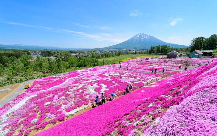 札幌発｜ニセコ洞爺湖お花見と日帰り入浴三島家の芝桜畑～洞爺湖