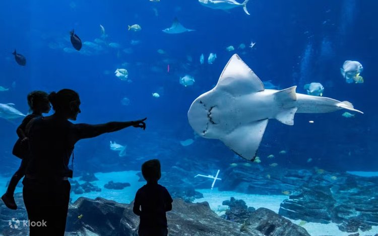 ジョージア水族館 入館チケット（アトランタ） - Klook