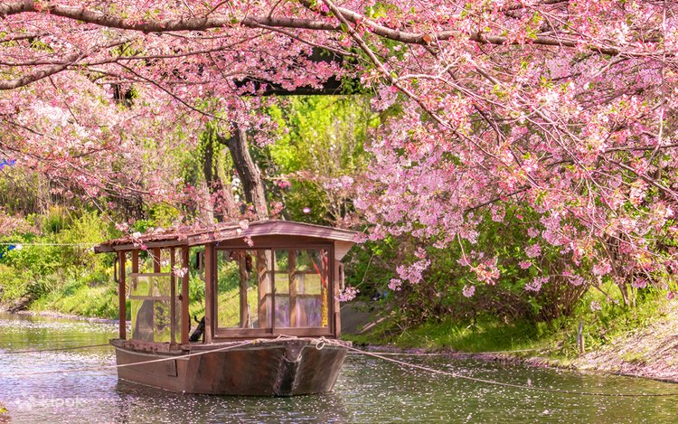 桜の季節限定 - 京都伏見稲荷大社・天尺舟下り、裏土手、七子川