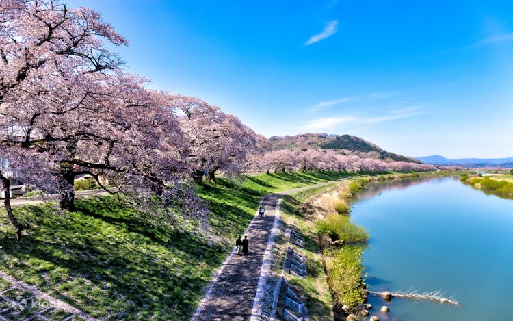 Limited time only! Zao Snow Wall & Cherry Blossom Viewing One Day