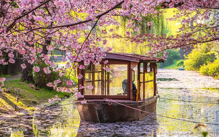 桜の季節限定 - 京都伏見稲荷大社・天尺舟下り、裏土手、七子川