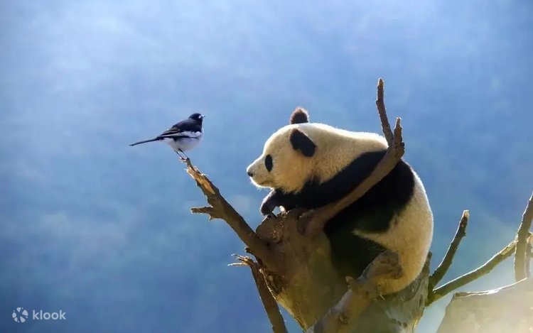 Wolong Shenshuping Panda Base One-Day Tour/Chartered Car - Klook