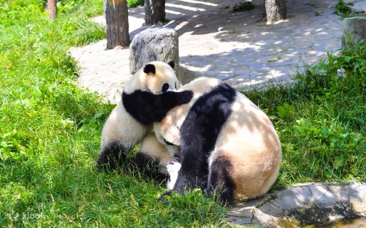 Адамдар жаңғақ - panda-tour21.ru сайтында