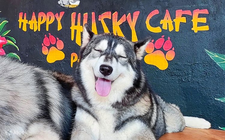 プエルト・プリンセサでハスキー犬と触れ合おう - Klook