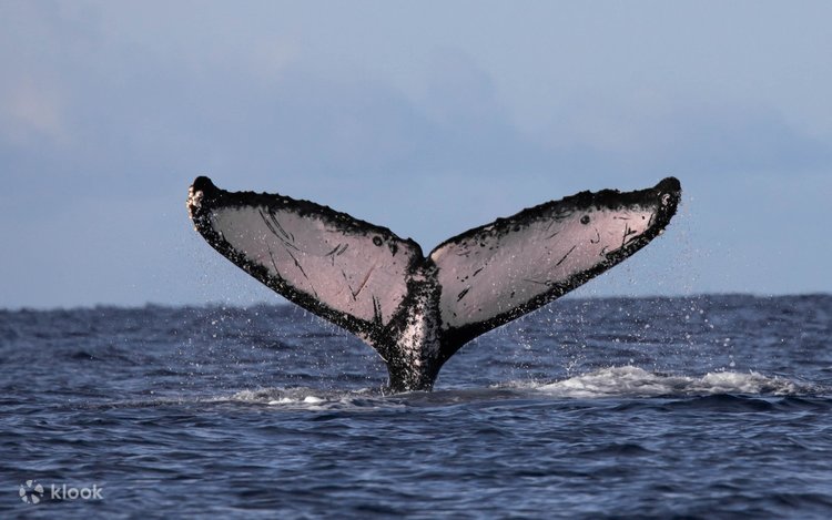 ハワイマウイ島クジラ置物 揺れの少ない大型客船でハワイに帰ってくるクジラを探す