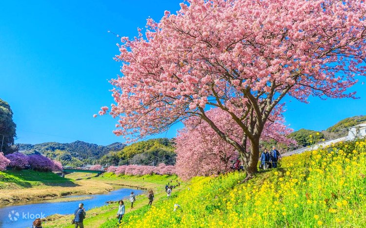 芸術写真 FLOWERS and TREES Early Spring Limited] Izu Kawazu Early Cherry Blossoms × Hakone