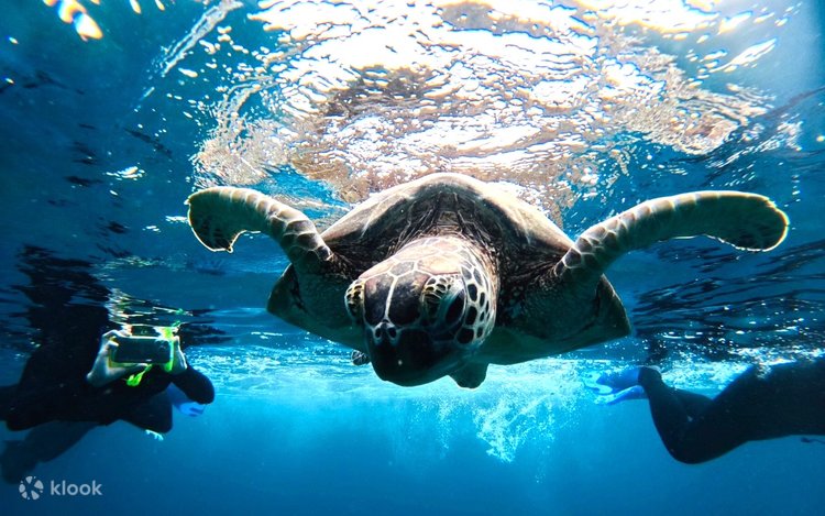 石垣島＆竹富島 幻の島上陸&シュノーケリング（沖縄） | Klook