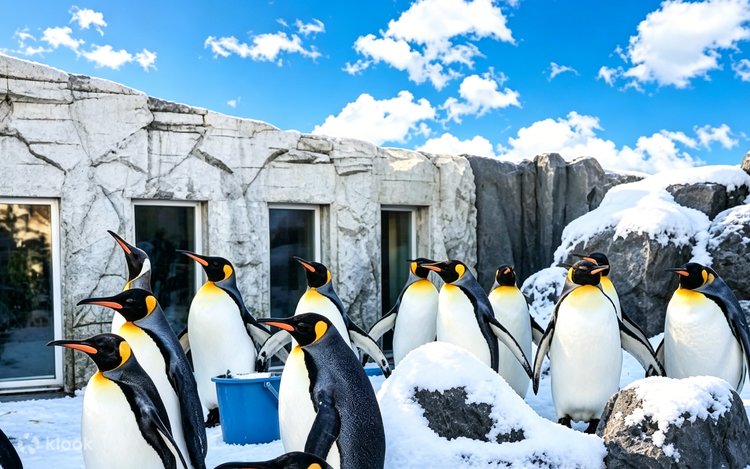 Optional Snowmobile | Hokkaido Winter Day Tour | Asahiyama Zoo