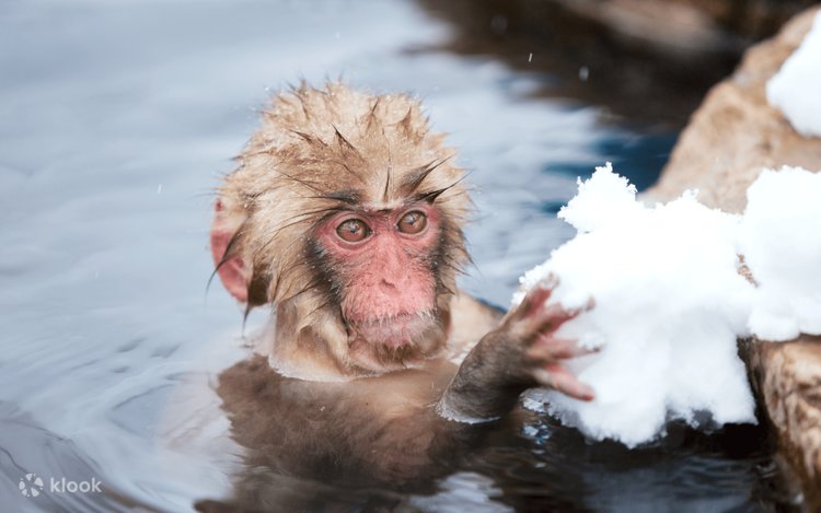 April Only: Snow Monkeys, Togakushi or Kamikochi & Nagano Sakura