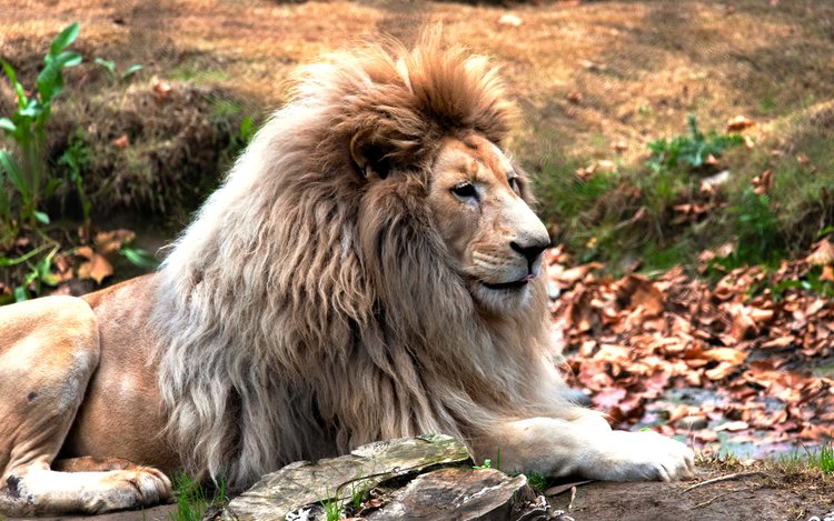 サンティアゴ発：サファリ・ワイルド・エクスペリエンス公園 | Klook