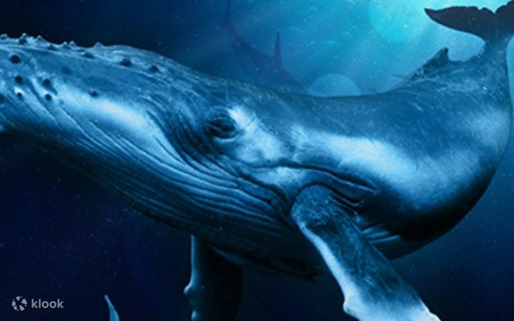 マヨルカ島のパルマ水族館のチケット | Klook