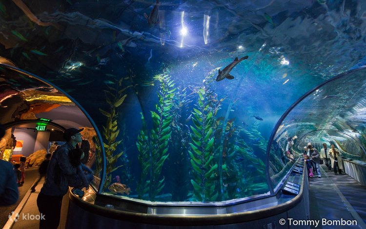 Aquarium of the Bay Admission Ticket San Francisco, USA Klook