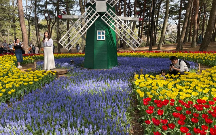 花の饗宴デイツアー｜ひたち海浜公園のネモフィラの絶景とあしかが