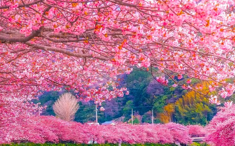Blossoms in the Evening 限定版 250部 Spring Cherry Blossom Limited] Kawazu Early Cherry Blossoms