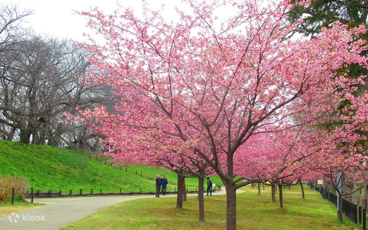 【Cherry Blossom様限定】Let’s Go 2,3,4 $_12.JPG?set_id=880000500F