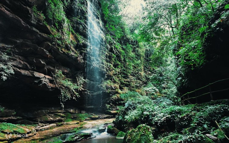 雅安碧峰峡大熊猫基地限定 シャンシャン ブロマイドセット　30枚セット 碧峰峡熊猫基地(雅安市) - 旅游景点点评- Tripadvisor