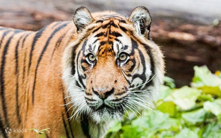 ペットントントン超獣絶版ソフビアリブンタ、ベロクロン、ドラゴリー ペットントントン超獣絶版ソフビアリブンタ、ベロクロン