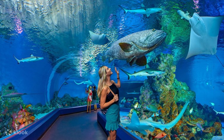 ケアンズ水族館 入館チケット | Klook